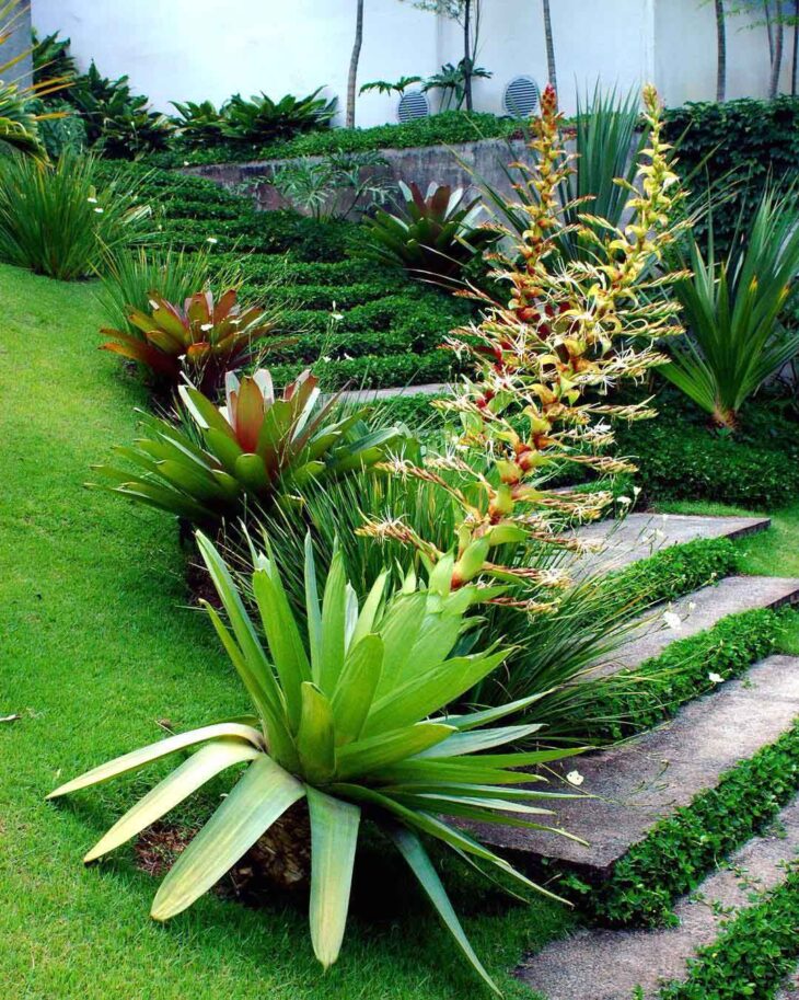 Foto de bromelia 28 - 31