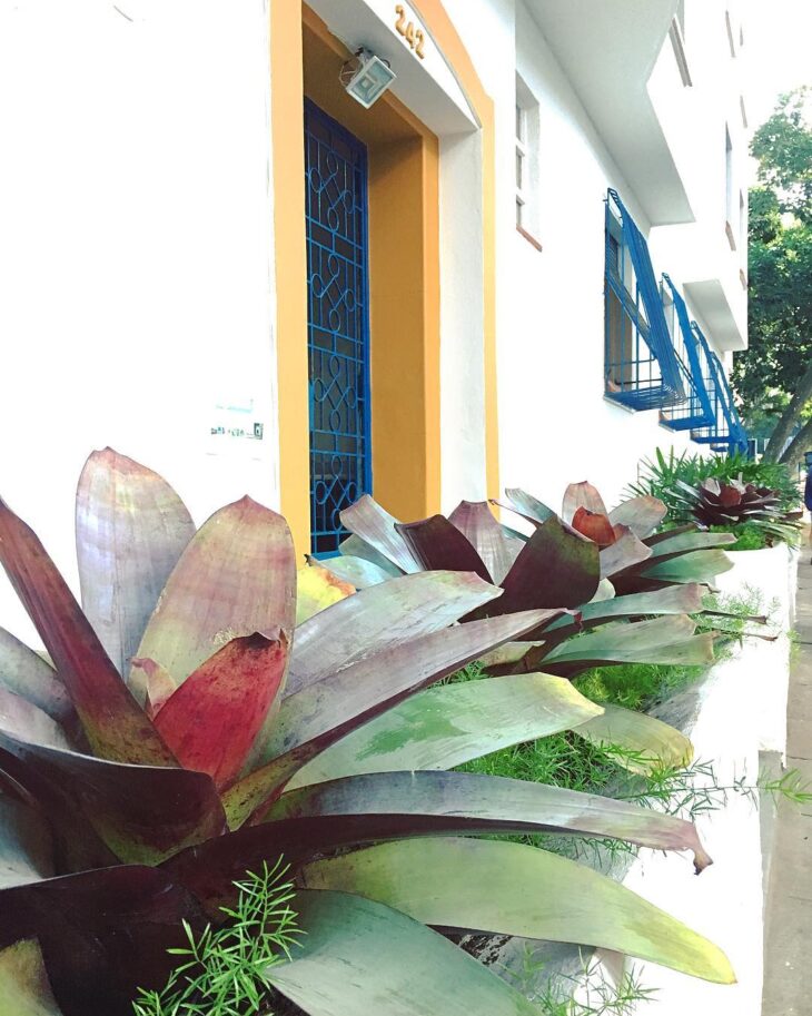 Foto de bromelia 33 - 36