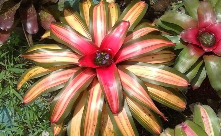 Foto de bromelia 4 - 4