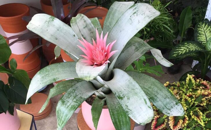 Foto de bromelia 6 - 9