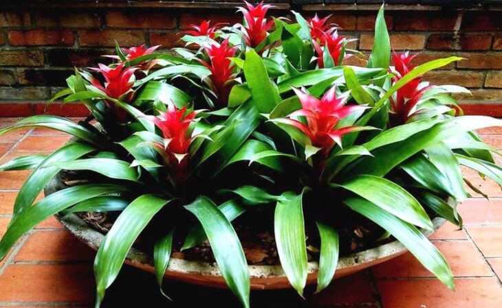 Foto de bromelia 7 - 10