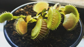 Foto de plantas carnivoras 000 - 5