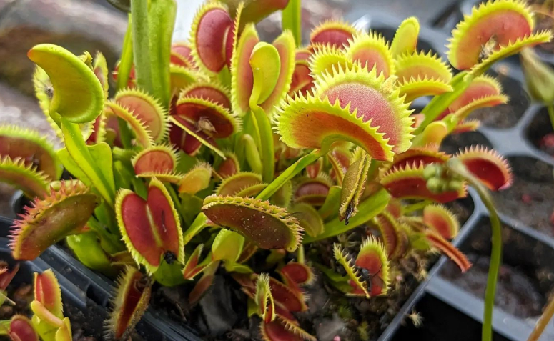 Foto de plantas carnivoras 001 - 1