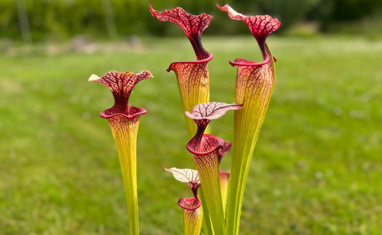 Foto de plantas carnivoras 003 - 6