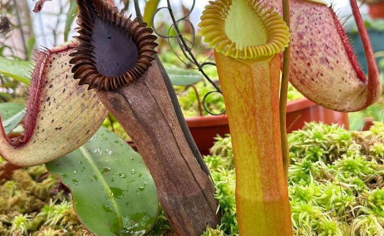 Foto de plantas carnivoras 005 - 8