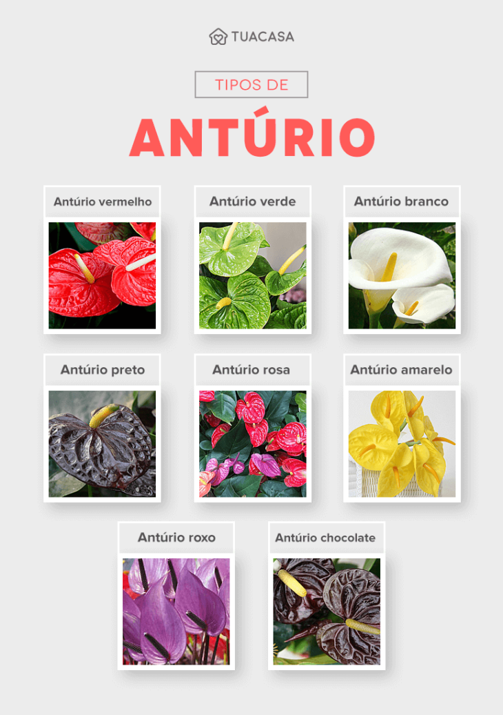 Foto de cores de anturios - 1