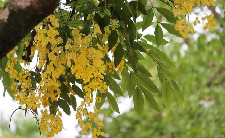 Foto de flores amarelas 2 - 5