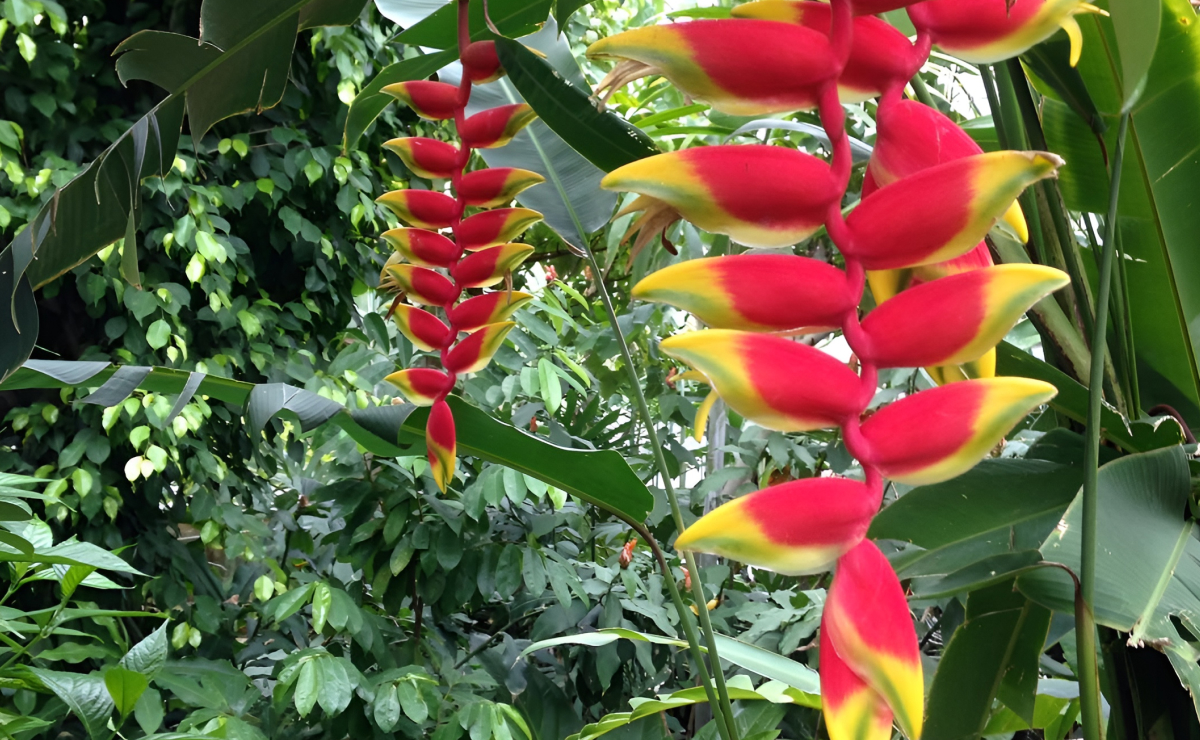 Helicônia: tipos e dicas para cultivar essa planta exuberante e tropical