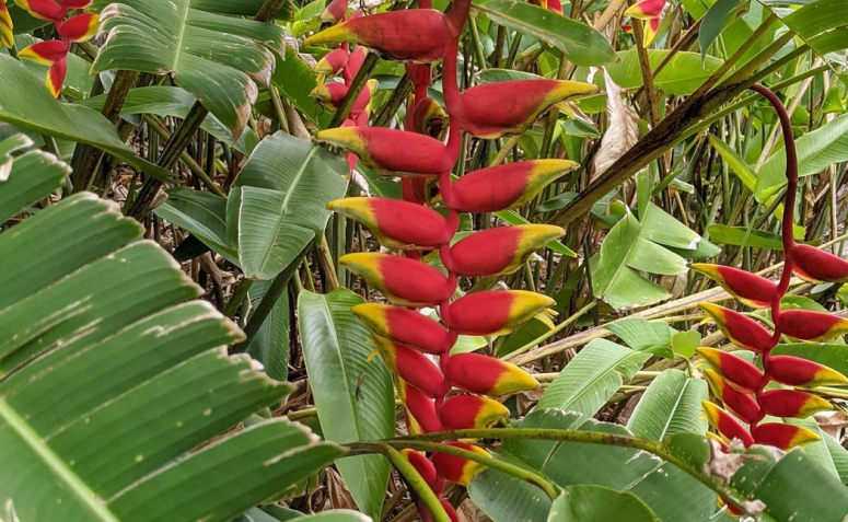 Foto de heliconia 001 - 1