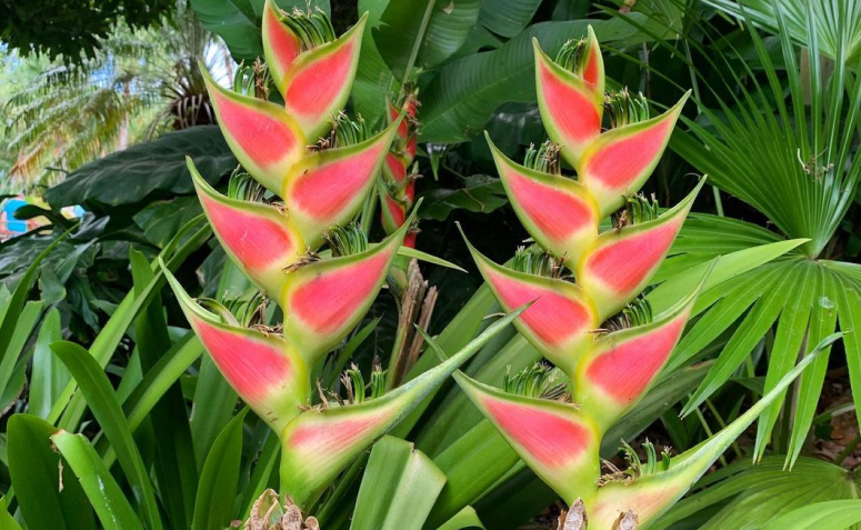 Foto de heliconia 002 - 5