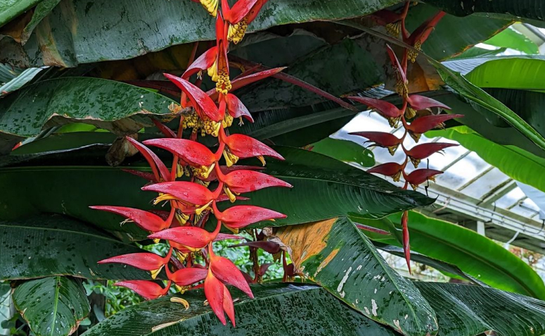 Foto de heliconia 006 - 6