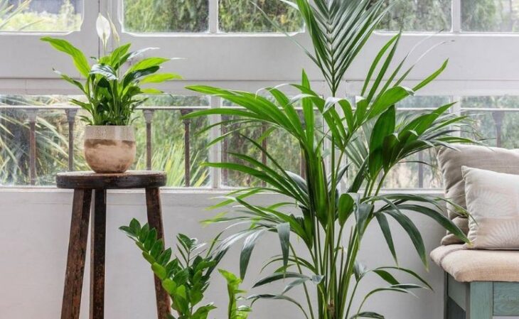 Foto de plantas para sala 4 - 7