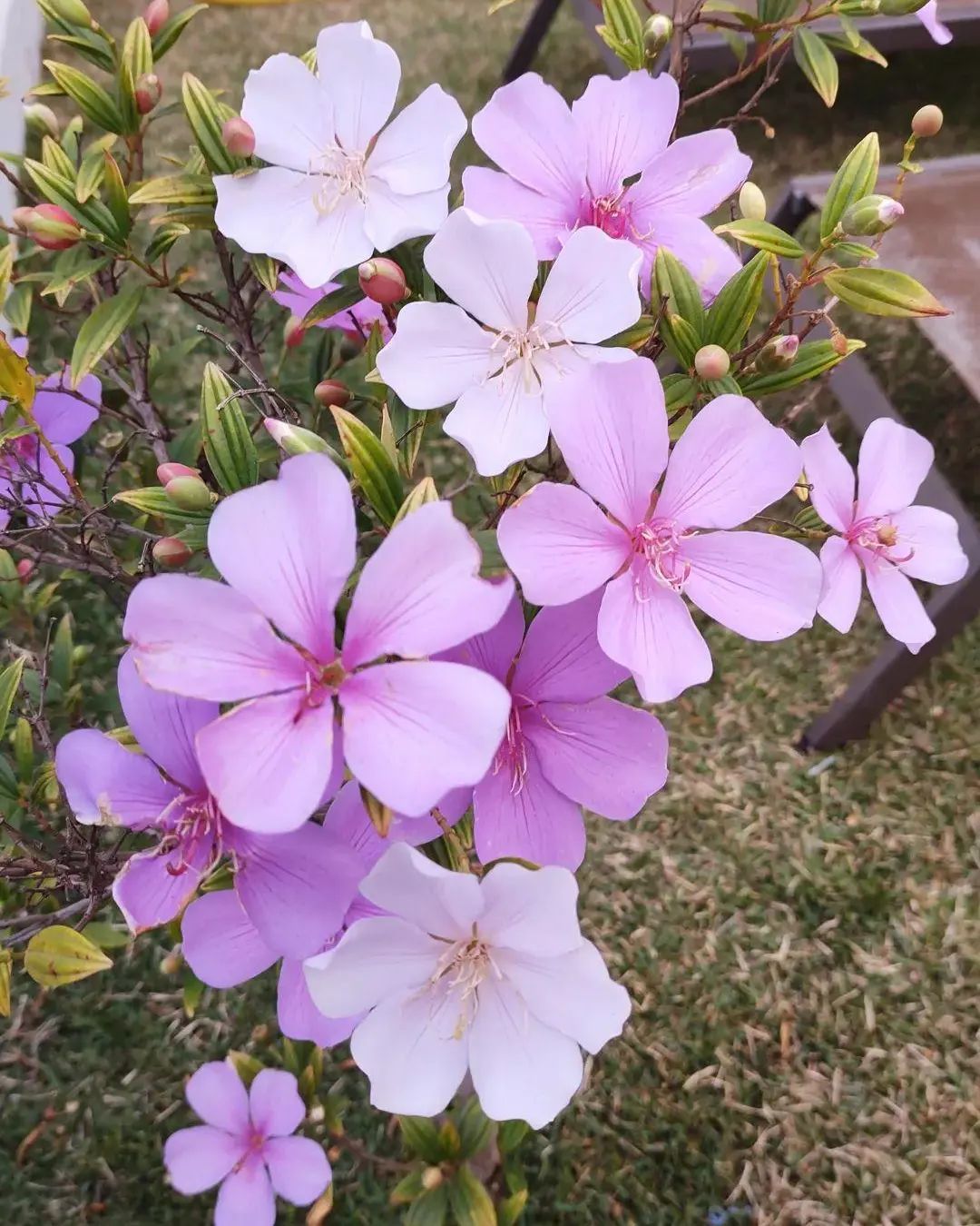 Foto de manaca da serra 006 - 10