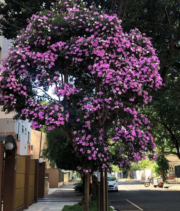 Foto de manaca da serra 01 - 5