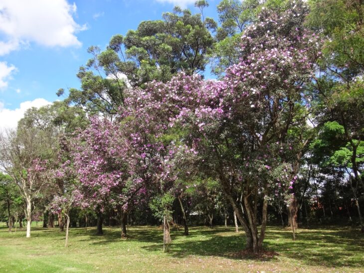 Foto de manaca da serra 09 - 13