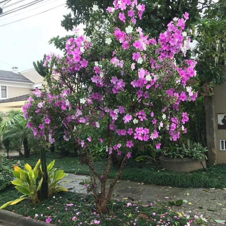 Foto de manaca da serra 23 - 12