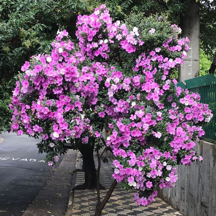 Foto de manaca da serra 5 - 6