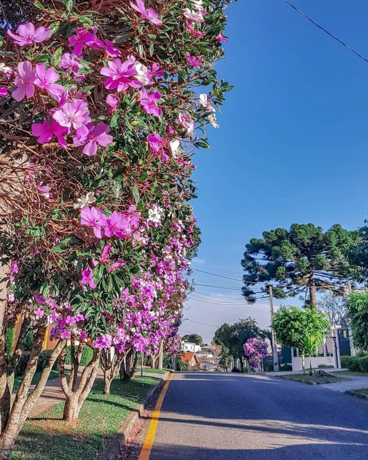 Foto de manaca da serra 6 - 7