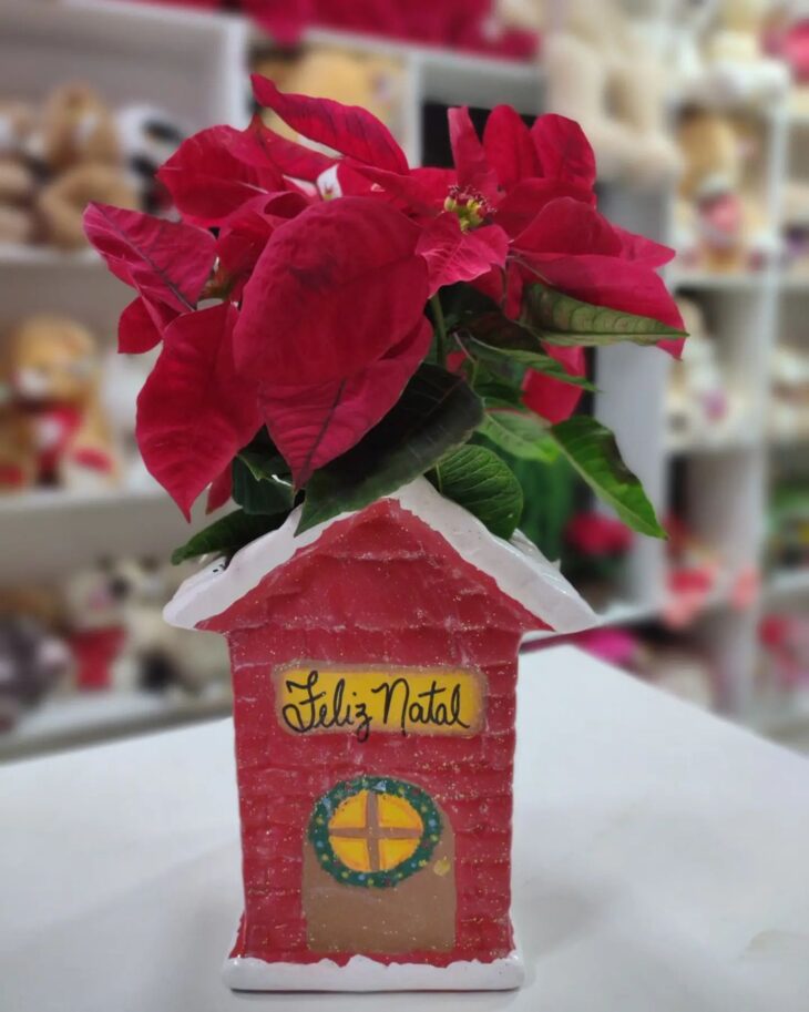 Foto de flor de natal 122 - 9