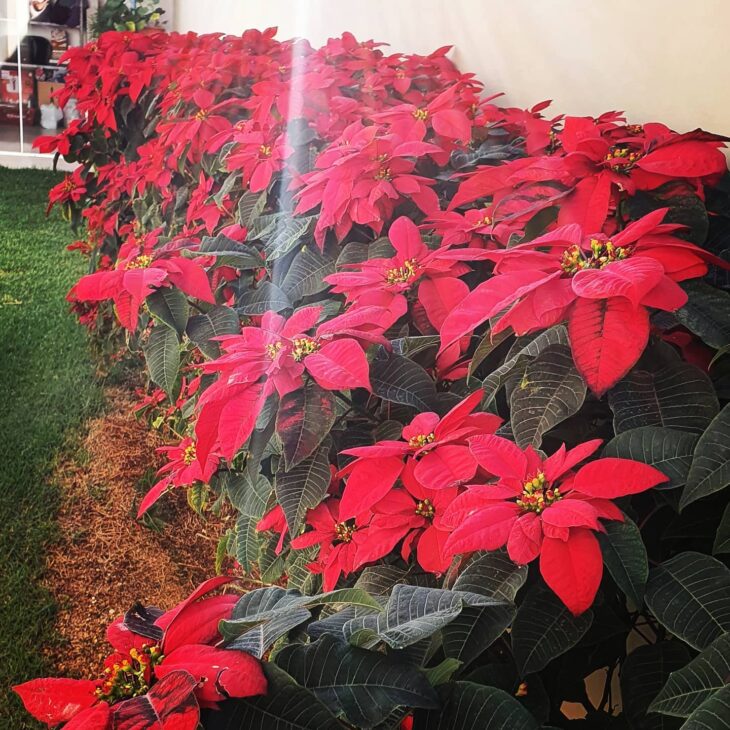 Foto de flor de natal 125 - 20