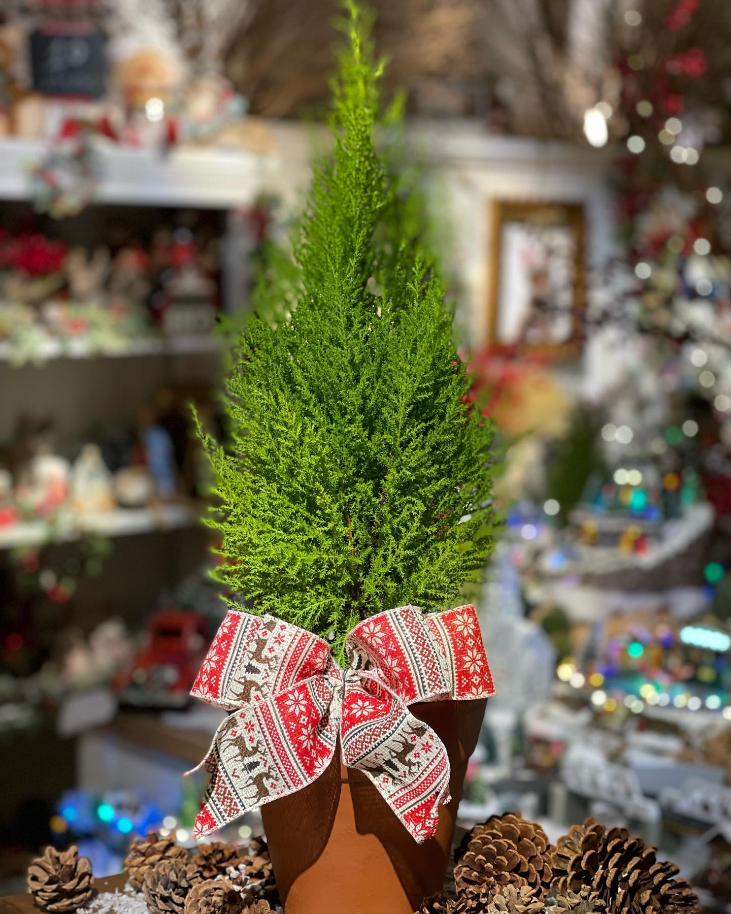 Foto de pinheiro de natal 026 - 29