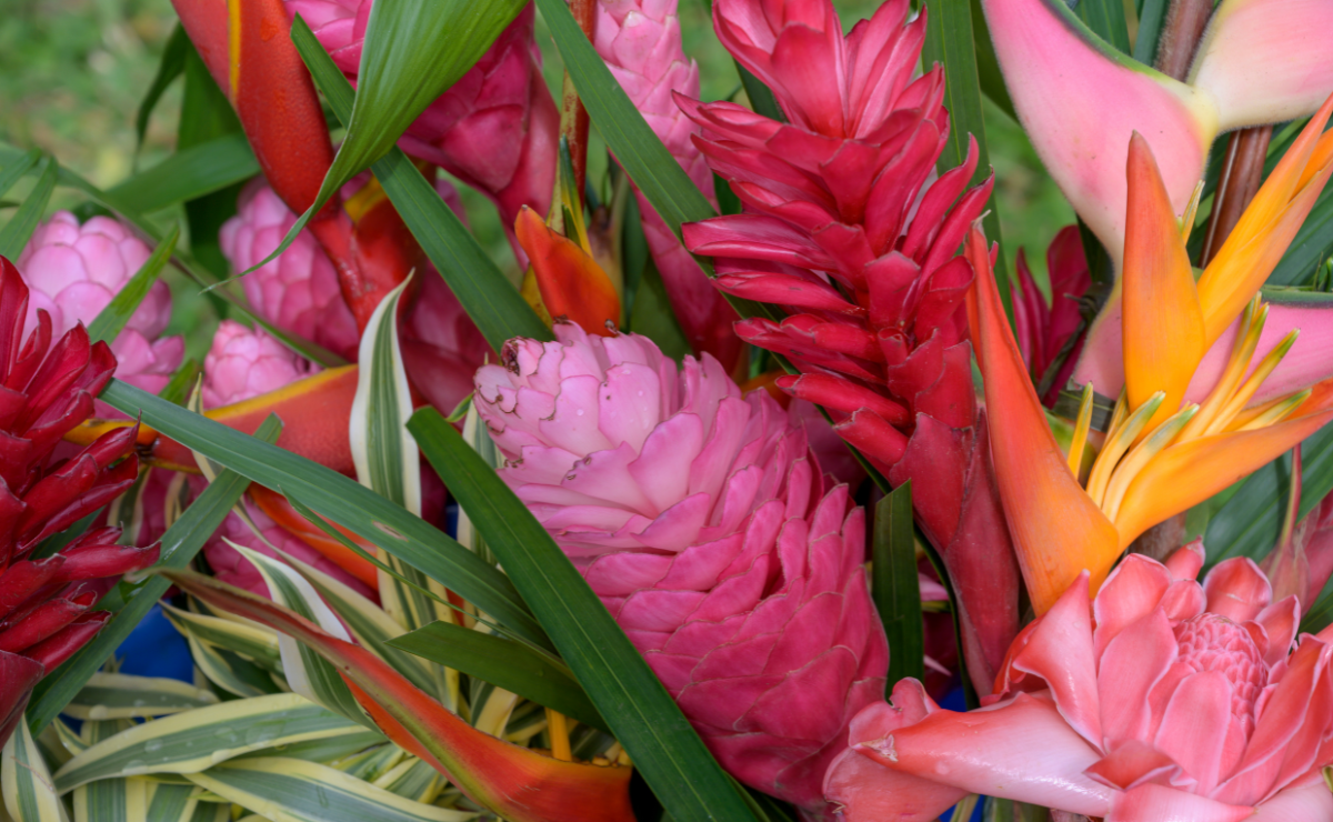 Flores tropicais: 10 tipos coloridos e exóticos para lindos arranjos