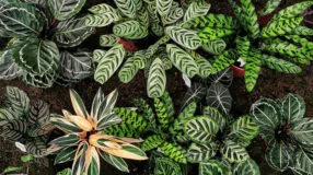 Foto de maranta 0 - 3