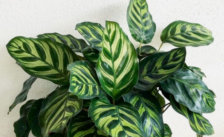 Foto de maranta 1 - 4