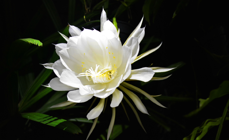 Dama da noite: conheça a famosa planta que só floresce à noite