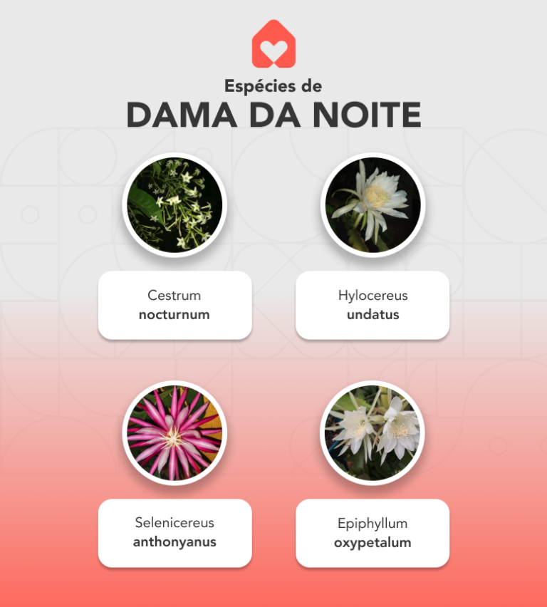 Dama da noite: significado + como cultivar em seu jardim