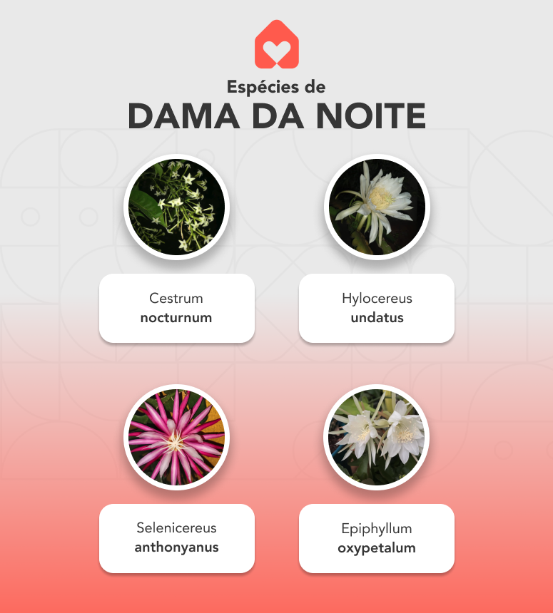 espécies de dama da noite