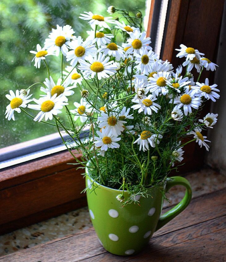 Foto de flores do campo 17 - 69