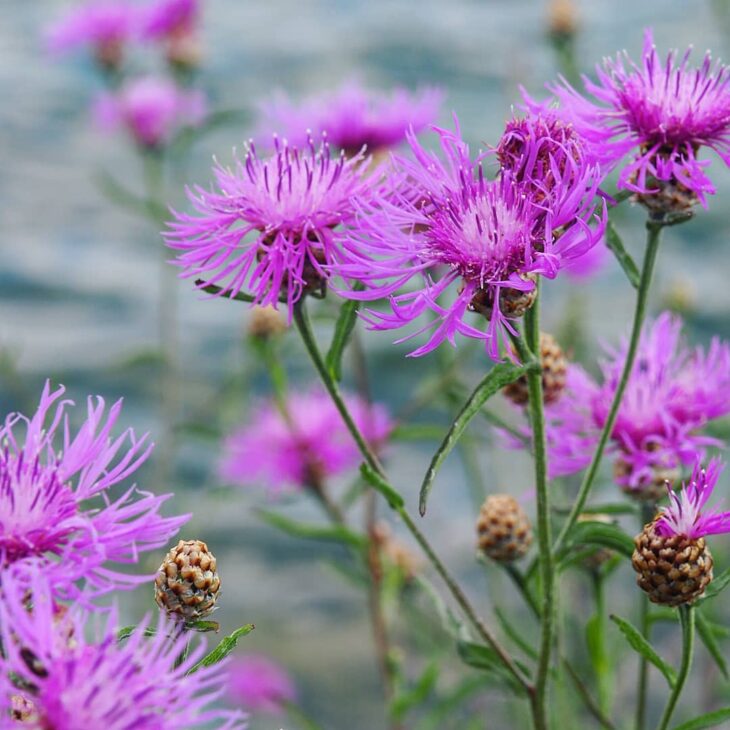 Foto de flores do campo 64 - 22