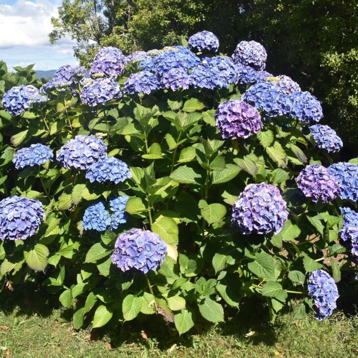 Foto de flores do campo 7 - 47