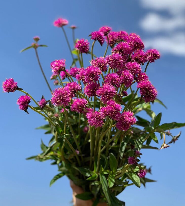 Foto de flores do campo 79 - 71