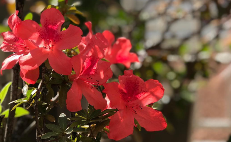 Foto de flores vermelhas 014 - 17