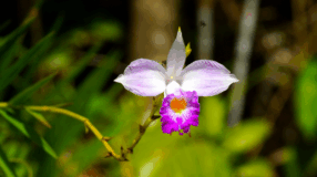 Foto de orquidea bambu 00 - 5