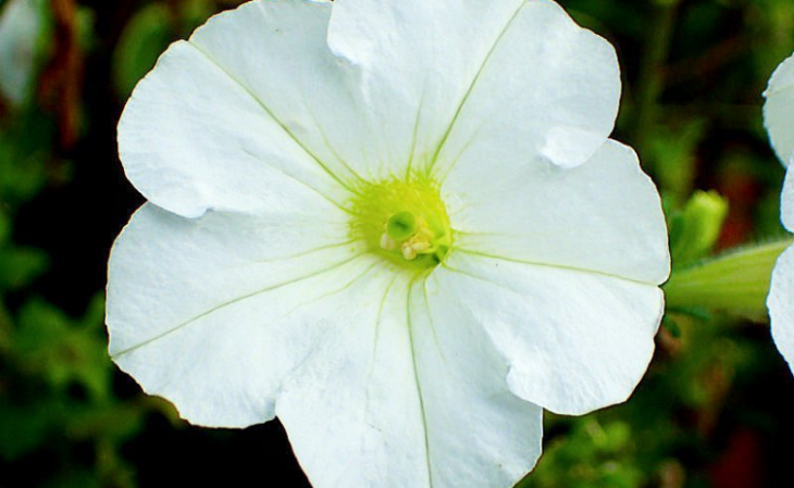 Foto de petunia axillaris 0 - 2