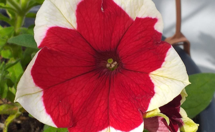 Foto de petunia hybrida 0 - 3