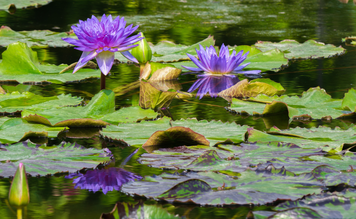Plantas aquáticas: conheça 15 espécies para ter em casa