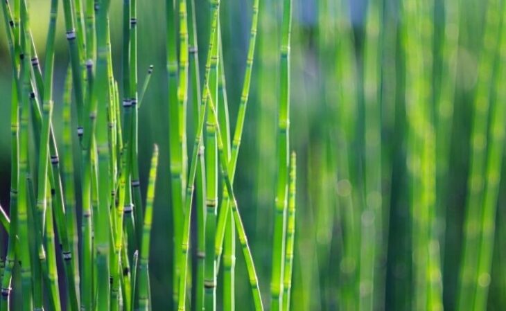 Foto de plantas aquaticas 17 - 19