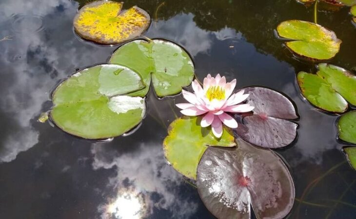 Foto de plantas aquaticas 37 - 39