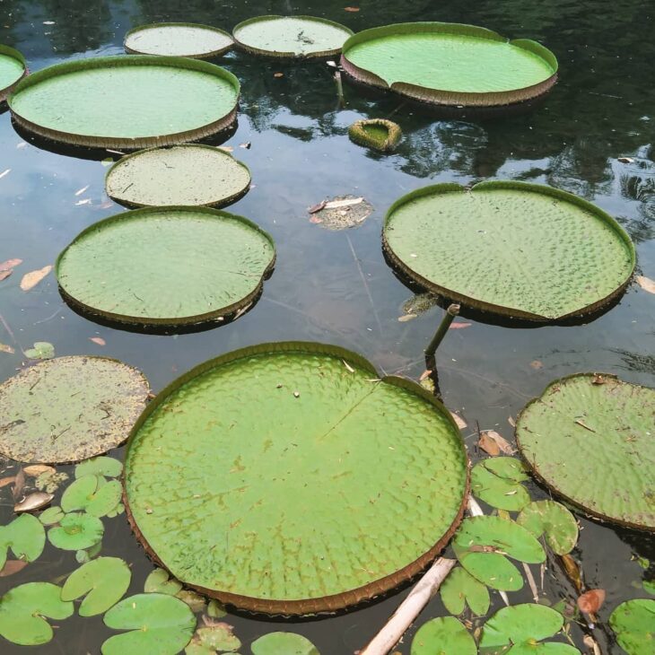 Foto de plantas aquaticas 38 - 40