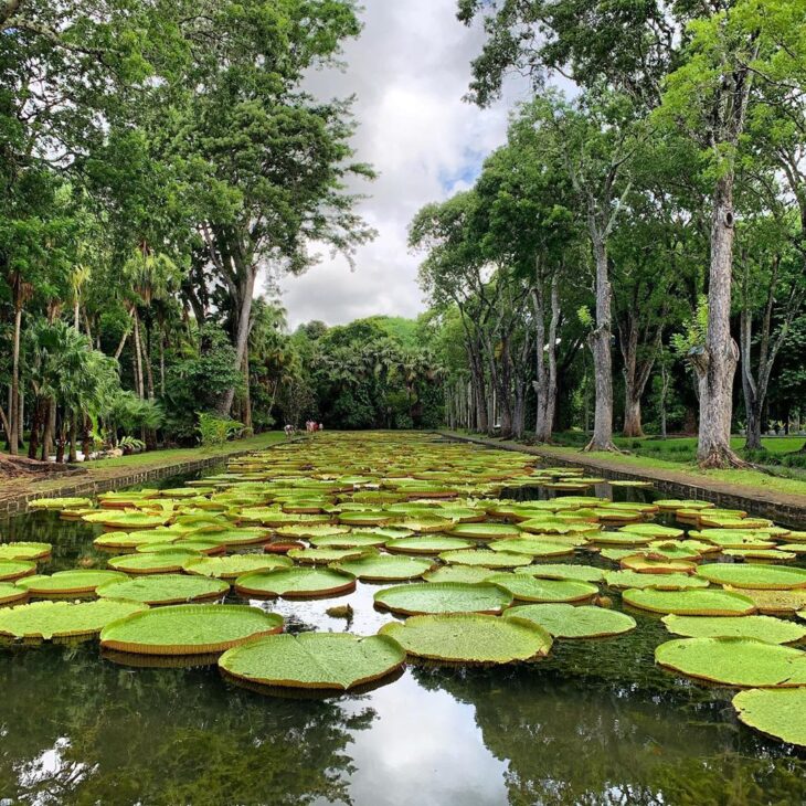 Foto de plantas aquaticas 39 - 41