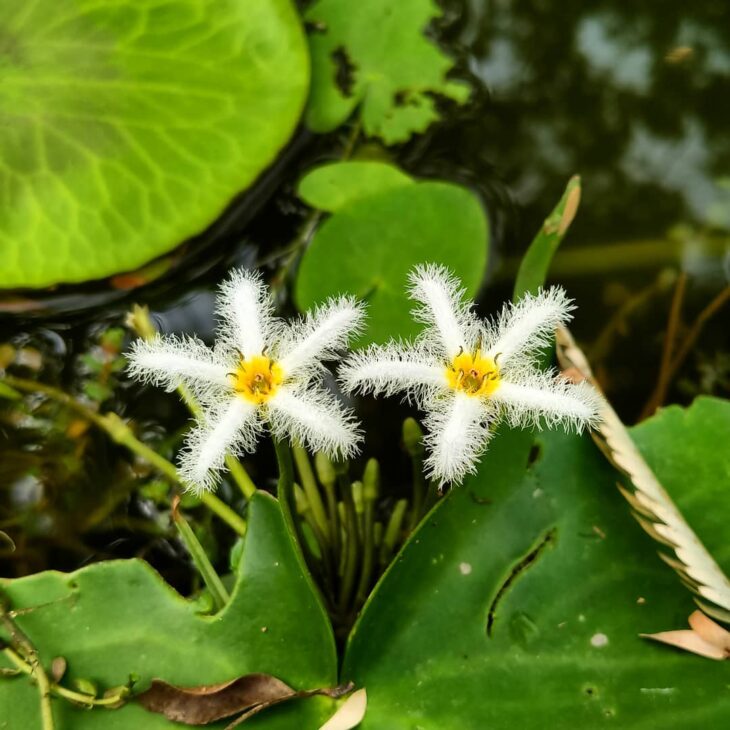 Foto de plantas aquaticas 44 - 46