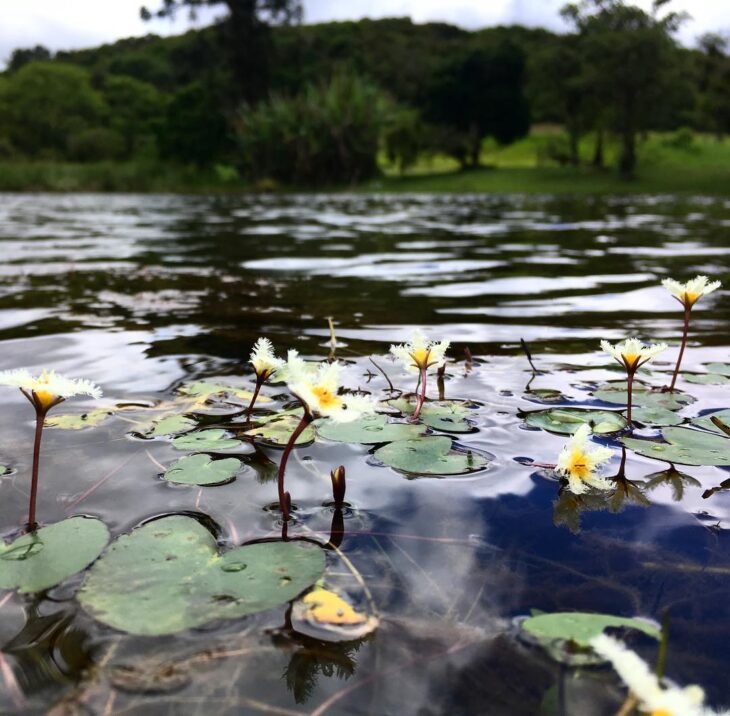 Foto de plantas aquaticas 45 - 47