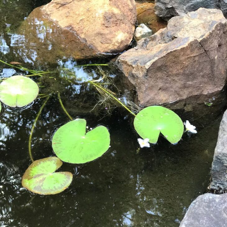 Foto de plantas aquaticas 46 - 48