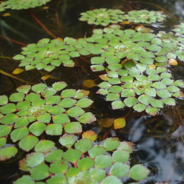 Foto de plantas aquaticas 50 - 52