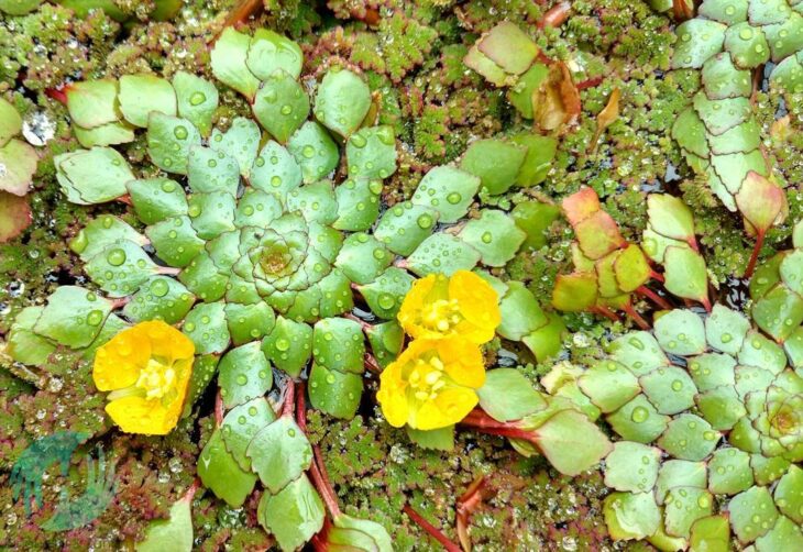 Foto de plantas aquaticas 51 - 53