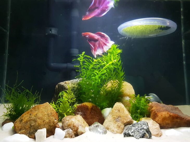 Foto de plantas aquaticas 63 - 64